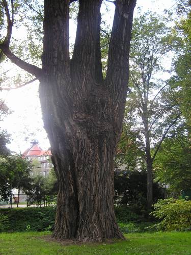 Drzewko
