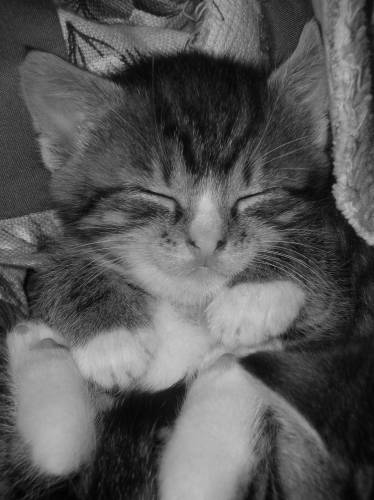 Wpis miauuuu