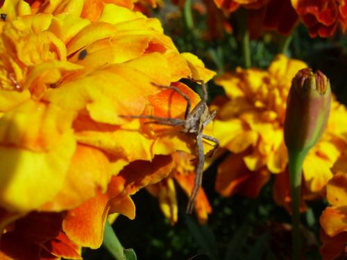 spider