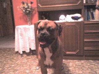 BOKSER 