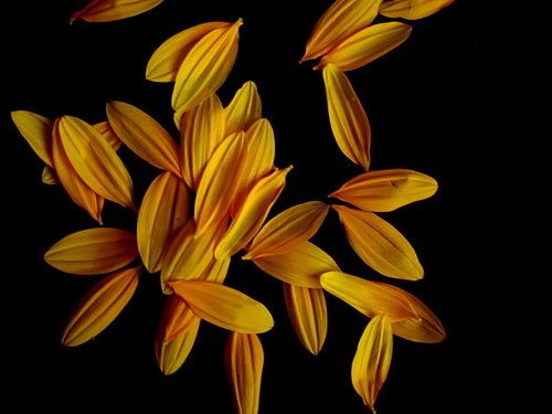 ~..pEtAls..~