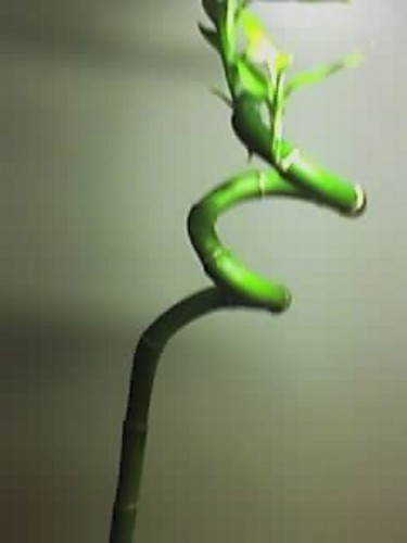 Bambusik :)