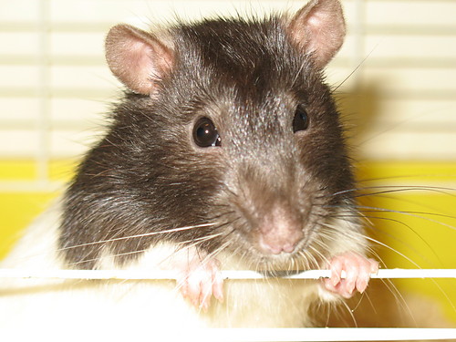 Malutki