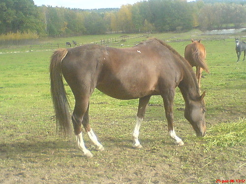 Kastanka
