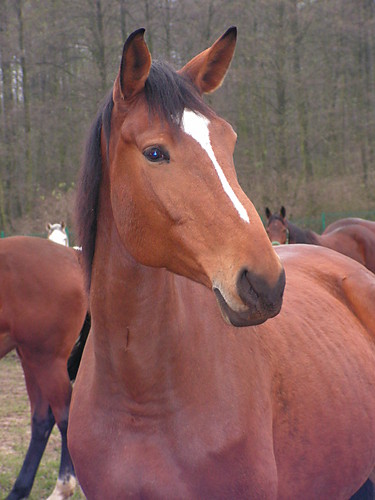 Egida
