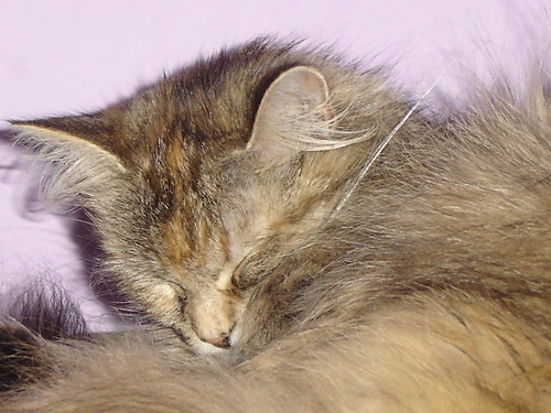 MY SWEEET CAT!