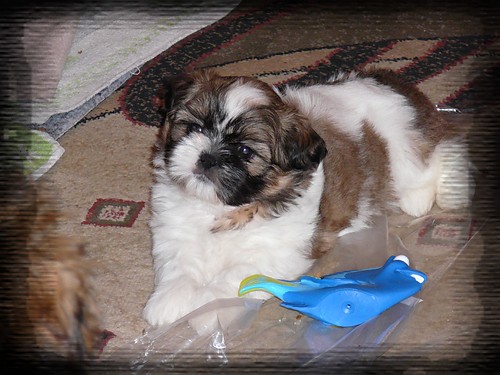 SiSi:))