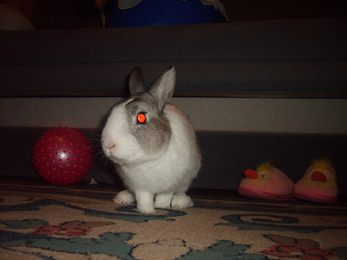 Mine rabbit