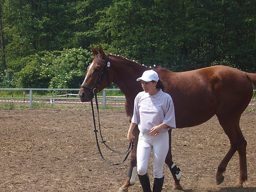 Konik