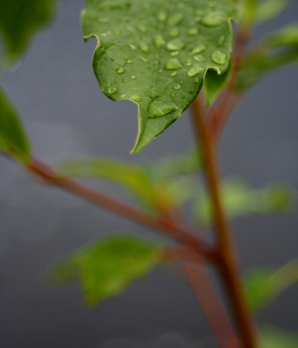 after the rain