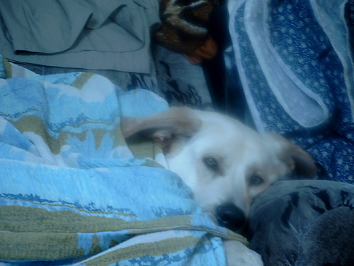 Piesek uduje ;););)