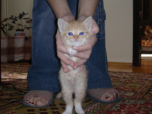 kotek