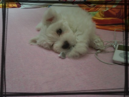 doggy.