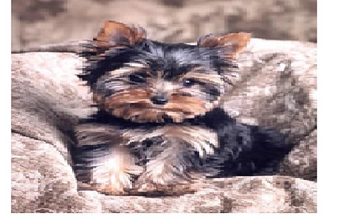MY DOG :)
