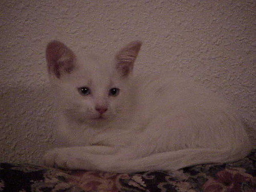 Kitek