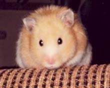 chomik..;(
