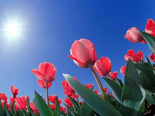 tUlipany ^^
