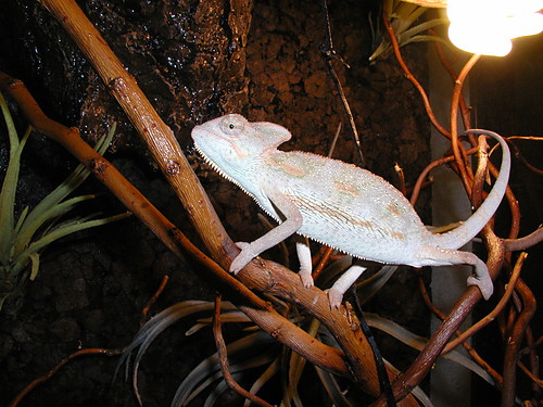 Wpis climber