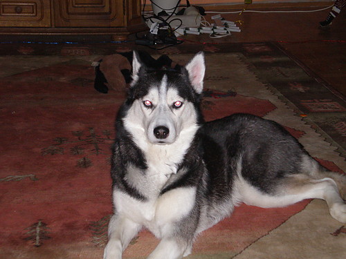 Syberian Husky