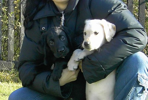 Negru$ ^^