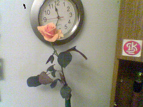 rose