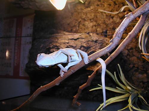 Wpis climber