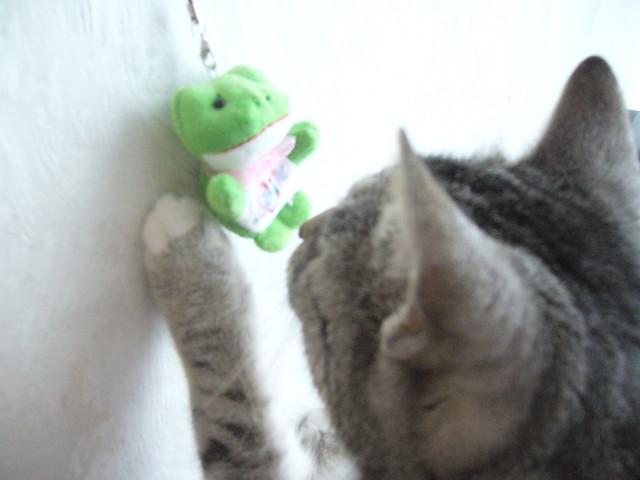 Wpis felinimaginaire