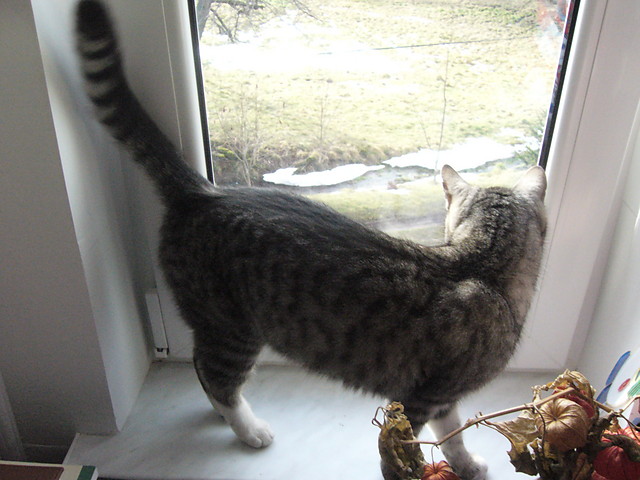 Wpis felinimaginaire