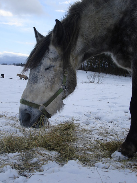 ChaRlie;-*