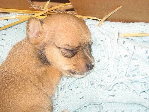 inka