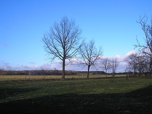 Drewa