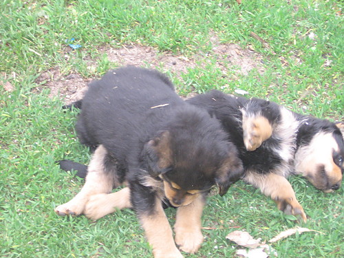 laki i puszek