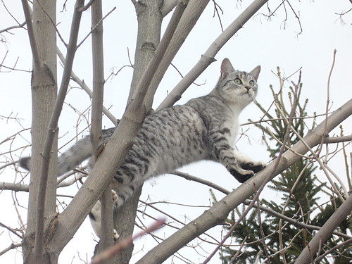 Wpis felinimaginaire