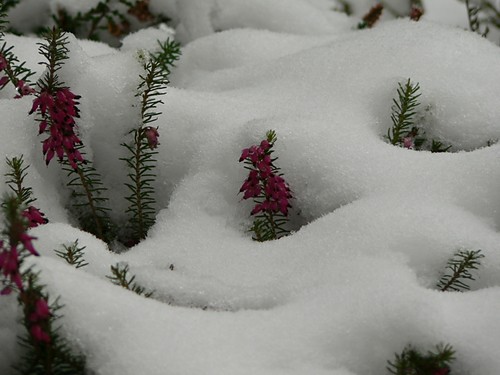 Winter came to Kenilworth..