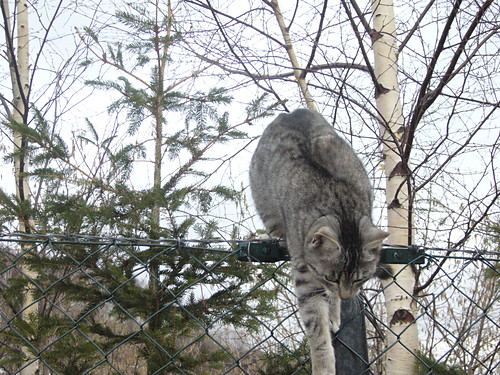 Wpis felinimaginaire