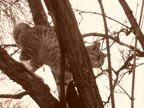 Wpis felinimaginaire