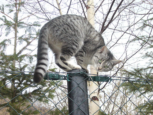 Wpis felinimaginaire
