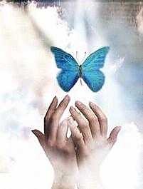 motyl ..