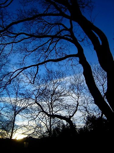 creepy tree ;)