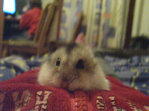 Mj chomik to Pysia :D