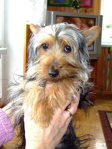 A oto mj Yorkshire Terrier
