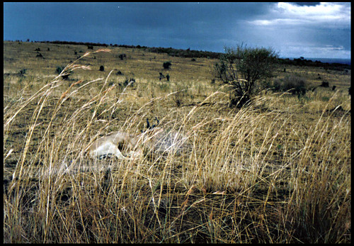 Antelope