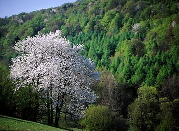Magurski Park Narodowy