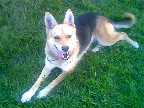 Lisica