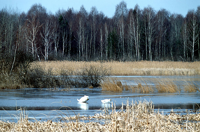 Poleski Park Narodowy
