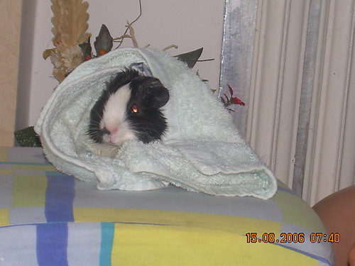 SWINKA  MORSKA :)