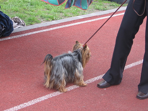 Piesek