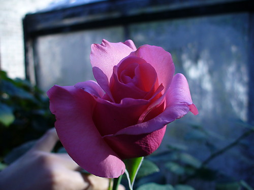Rose..