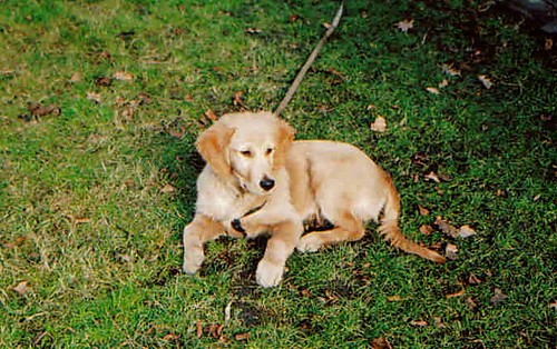 Biszkopcik 