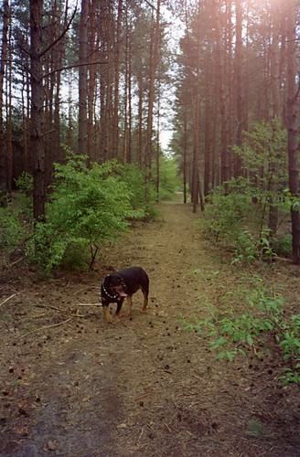 SZARIK